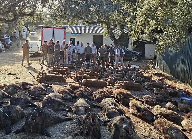 Resultado Montería Umbría de Platero 2025 Cinegética Cordobesa